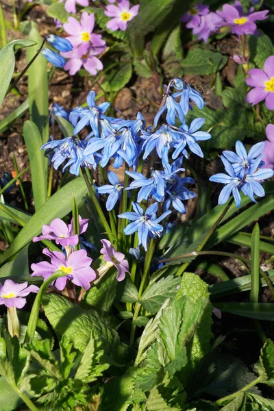 Scylla Scilla Siberica ilkbaharı mavi çiçeklerle ve Pembe çiçekli Primula denticulata Kuzey Kafkasya 'nın eteklerindeki yapraklar arasında                               
