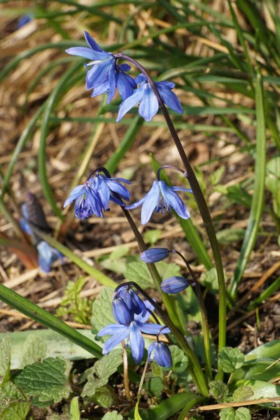  Scilla Siberica baharı mavi çiçeklerle ve Kuzey Kafkasya 'nın eteklerindeki yeşil yaprakların arasında