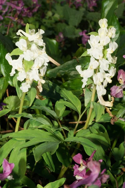 Primavera Flores Brancas Corydalis Solida Folhas Verdes Gramado Chão Floresta — Fotografia de Stock