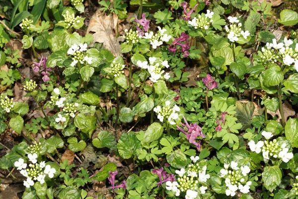 北考卡苏山脚下的森林地面上 春天的植物 开着粉红和白花的报春花 — 图库照片