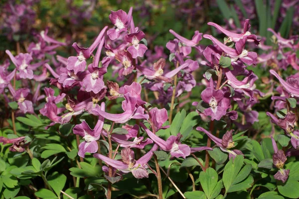  İlkbaharda Kuzey Kafkasya 'nın eteklerindeki bir çayırda yeşil yaprakların arasında Corydalis Soda.