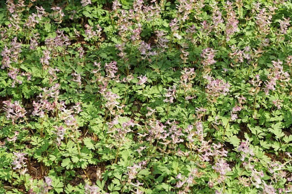 春に咲くコリダリスソリダ北コーカサスの麓の森の芝生の緑の葉の間にピンクの花 — ストック写真