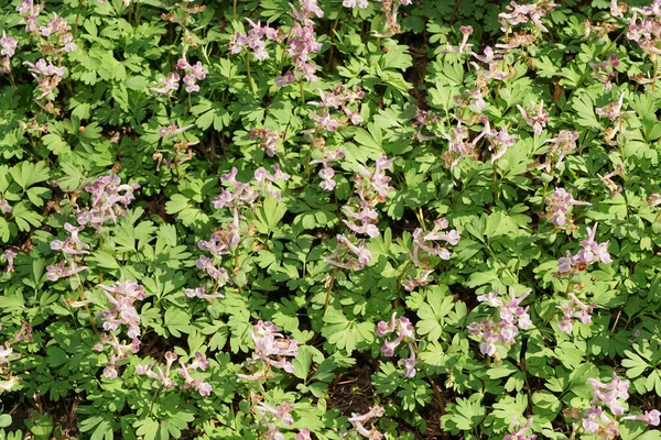 Corydalis Solida Plant Pink Flowers Green Leaves Meadow Spring Foothill — Stock Photo, Image