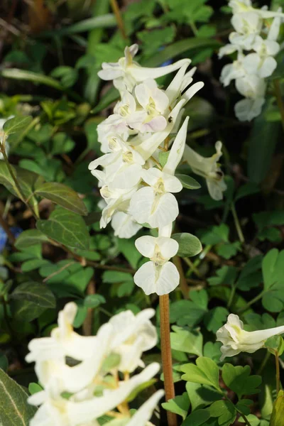 Primavera Corydalis Solida Com Flores Brancas Entre Folhas Verdes Gramado — Fotografia de Stock