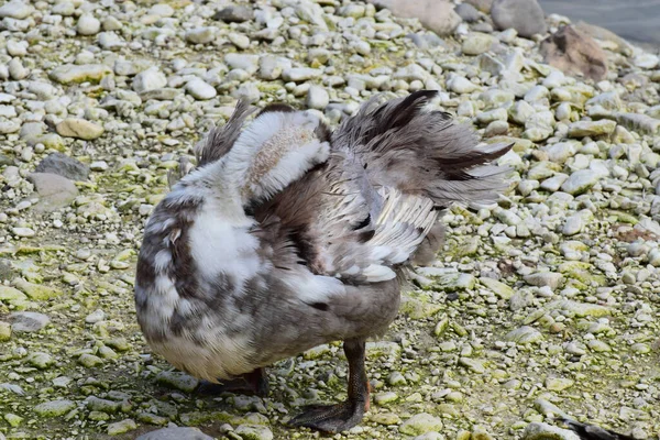 在北高加索山麓的一个野生湖畔 长着深色爪子的野鸭Anas Platyrhynchos使羽毛干枯 — 图库照片