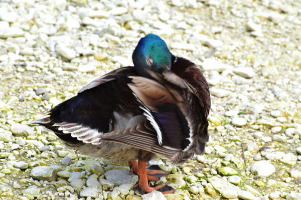 Mallard duck Anas platyrhynchos cleans multicolored feathers on the shores of a wild lake in the foothills of the North Caucasus
