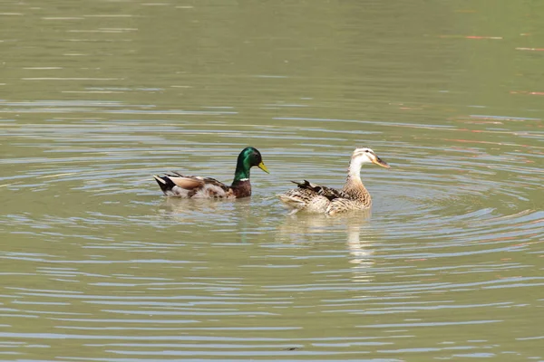 Patos Mallard Fêmeas Machos Anas Platyrhynchos Com Penas Coloridas Flutuando — Fotografia de Stock