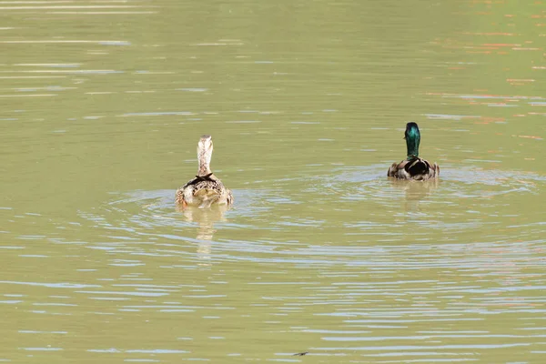 北コーカサスの麓の湖の水を泳いで渡ると 多色の羽を持つAnas Platyrynchosアヒルの女性と男性 — ストック写真