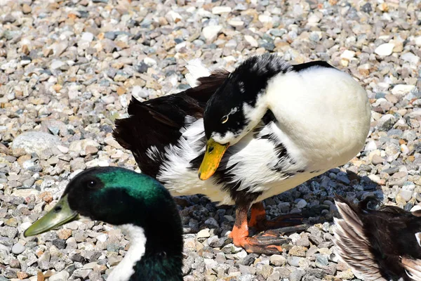 Samice Divoké Kachny Anas Platyrhynchos Pestrobarevným Šedobílým Peřím Jezeře Úpatí — Stock fotografie