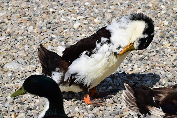 在北高加索山麓的湖岸上 一只雌性鸭Anas Platyrhynchos 毛茸茸的 灰白色的羽毛刷在一起 — 图库照片