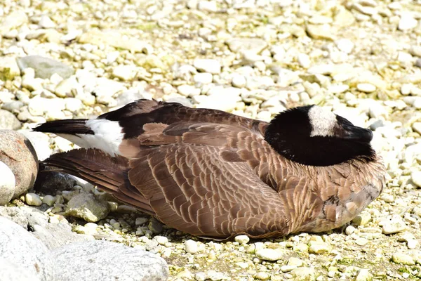 Wild Duck Motley Brown Feathers Sleeps Shore Lake Foothills North — Stock Photo, Image