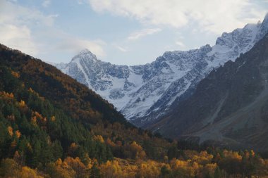  Kuzey Kafkasya 'daki Cherek Bezengi Vadisi' nin dağlarında sonbaharda Pinus kochiana çamı ile birlikte Kafkasya Kafkasya sırtı ve kozalaklı ormanlarının karlı manzarası