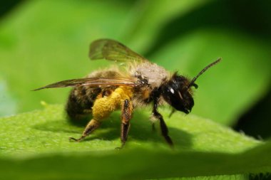 Yeşil bir yaprağın üzerinde oturan kahverengi-sarı bir beyaz arı Andrena bicolor 'un yakın çekimi