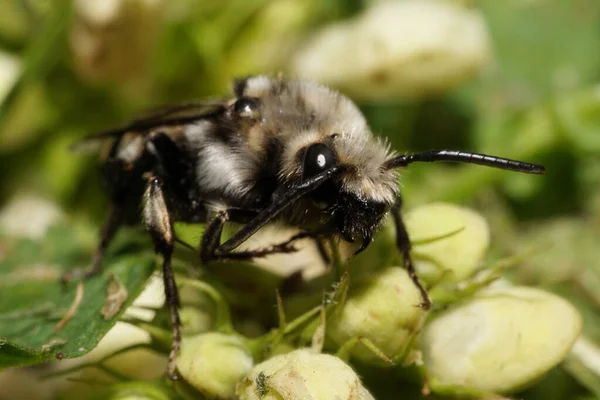 Makro Der Flauschigen Schwarz Weiß Gestreiften Kaukasischen Biene Melecta Albifrons — Stockfoto