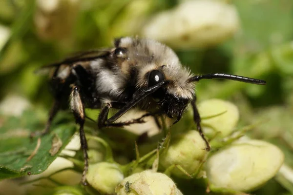 Macro Esponjosa Abeja Blanca Negra Rayas Caucásicas Melecta Albifrons — Foto de Stock