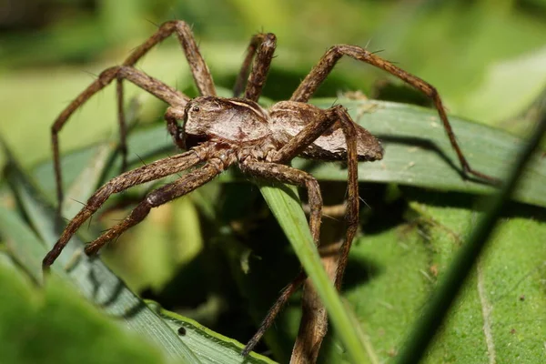 Macro Una Araña Esponjosa Caucásica Del Género Lycosidae Cazadores Callejeros — Foto de Stock