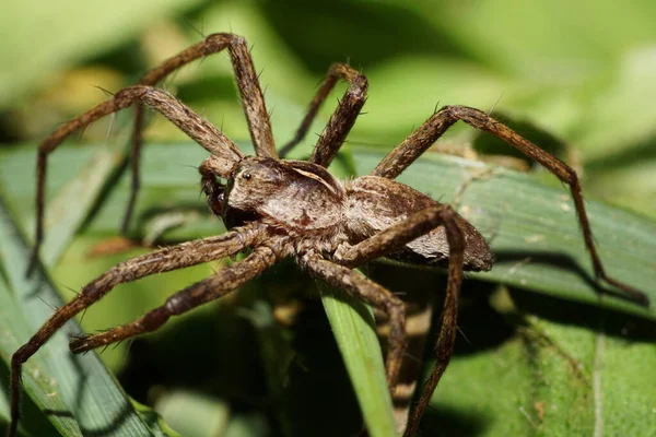 Macro Araignée Caucasienne Brune Genre Lycosidae Chasseurs Errants Dans Herbe — Photo