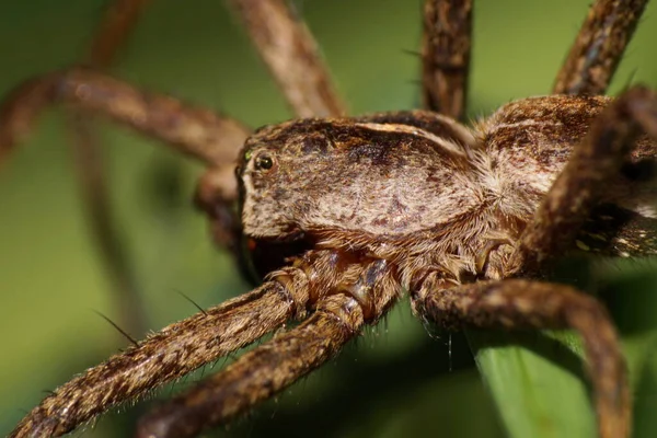 Makro Białego Puszystego Pająka Rodzaju Lycosidae Łowców Przybłęd — Zdjęcie stockowe