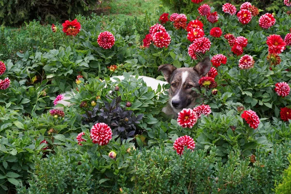 小白狗躺在高加索山脚下的花坛上 躺在红色的大丽花中休息 — 图库照片