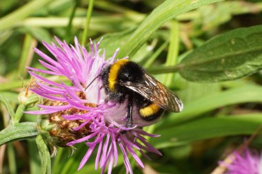  Yazın Makro manzarası Kafkasya yaban arısı Bombus lucorum beyaz ve mor bir çiçeğin üzerinde oturuyor ve pençelerini kaldırıyor.                              