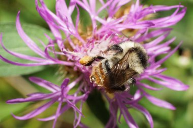 Beyaz-siyah beyaz beyaz beyaz yaban arısı kabarık yaban arısı serrisquama 'nın Macro manzarası. Polen ve kanatları beyaz ve mor bir çiçek çiçeğinin üzerinde duruyor.