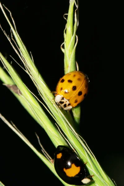 Macro Dos Mariquitas Caucásicas Diferentes Colores Hierba Verde — Foto de Stock