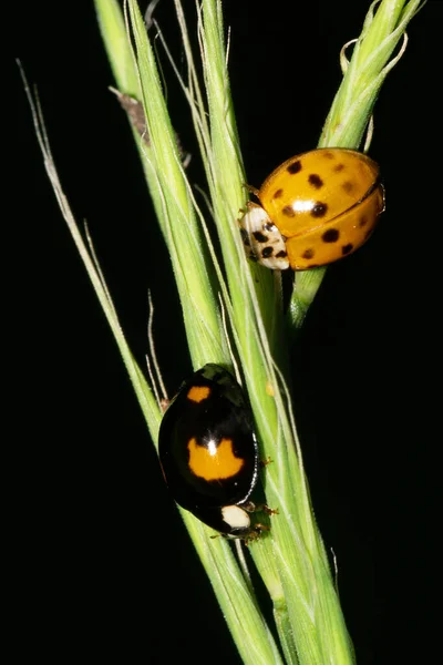  Yazın yeşil çimlerde siyah ve sarı Kafkas uğurböceği makrosu