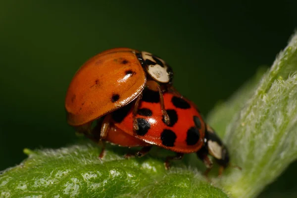 两只有着黑色斑点的高加索红瓢虫坐在蓬松的绿叶上的宏观侧视图 — 图库照片