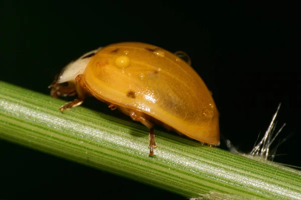 植物の狭い緑の茎に座って水の滴と小さなてんとう虫のクローズアップ — ストック写真