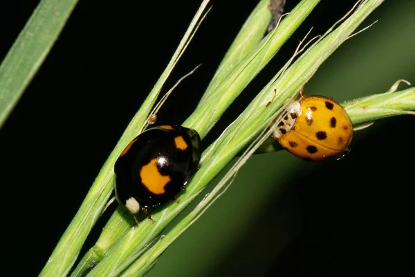 两种不同颜色的高加索瓢虫在草地上的宏观调控 — 图库照片