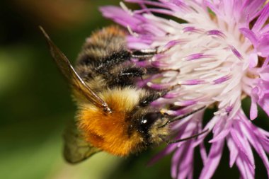 Kafkas kabarık parlak turuncu yaban arısı Bombus Pascuoruma 'nın ön görüntüsü. Mor bir çiçek çiçeğinin üzerinde nektar toplama filizleri var.                              