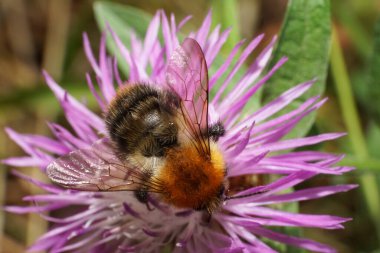 Beyaz tüylü, parlak turuncu yaban arısı Bombus Pascuoruma 'nın Macro manzarası filizleri mor çiçek demetinden nektar ve polen topluyor.