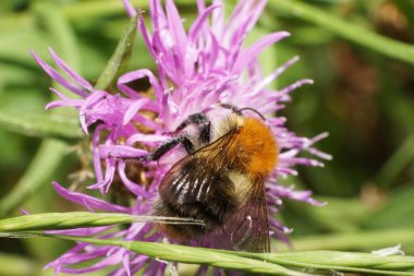 Beyaz menekşe çiçeğinin üzerinde sürünen Makro Mısır Çiçeği kabarık turuncu yaban arısı Bombus Pascuoruma horozlu ve yazın kanatlı                               