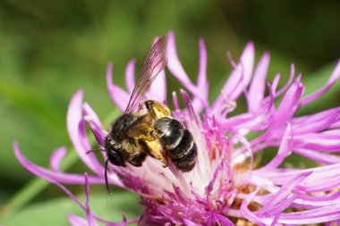 Beyaz ve mor bir çiçeğin üzerinde yaz mevsiminde oturan bir çiçeğin bacaklarında polen olan tüylü, siyah, beyaz, beyaz, beyaz bir beyaz arı Andrena nitidiuscula 'nın Macro manzarası.                               