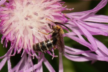 Beyaz ve mor bir çiçeğin üzerinde oturan mısır çiçeğinin bacaklarında polen bulunan küçük, beyaz, beyaz, beyaz çizgili bir arı Andrena nitidiuscula 'nın yakın görüntüsü.                              