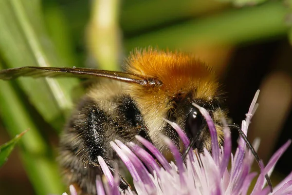 Macro Vista Branco Macio Laranja Brilhante Bumblebee Bombus Pascuoruma Com — Fotografia de Stock