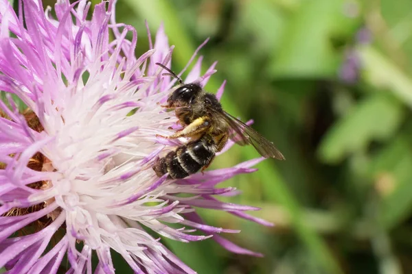 Beyaz ve mor bir çiçeğin üzerinde oturan mısır çiçeğinin bacaklarında polen bulunan küçük, beyaz, beyaz, beyaz çizgili bir arı Andrena nitidiuscula 'nın yakın görüntüsü.                              