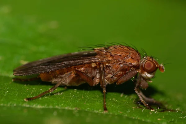 Makro Sida Syn Att Äta Mörk Lång Fluffig Vit Fluga — Stockfoto