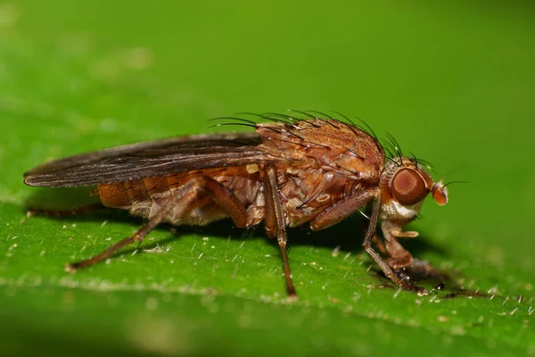 Macro Dark Feeding Fluffy Brown Caucasian Fly Long Proboscis Paws — Stock Photo, Image