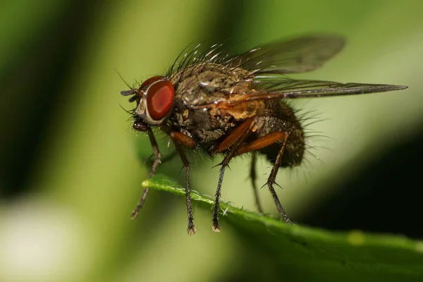 Makro Einer Mehrfarbigen Kaukasischen Fliege Mit Großen Flügeln Die Auf — Stockfoto