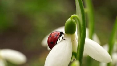 Beyaz kar damlasının üzerindeki uğur kuşu Coccinella septempunctata Galanthus Kafkasya