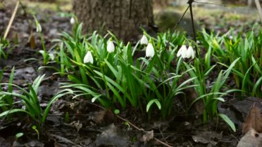Şubat başında Kafkas Dağları 'nın gölgesinde büyüyen kar damlası Galanthus Kafkasya