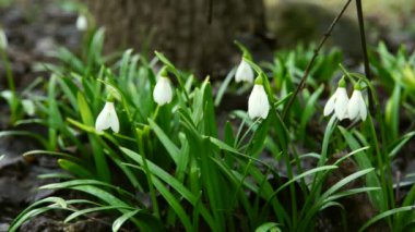 Şubat ayında büyüyen kar damlası hassas ve beyaz Galanthus Kafkasya