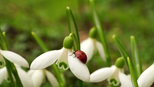 Макрон Cauccyan Ladybug Coccinella Septempuncata Подснежнике Galanthus Caucus — стоковое видео