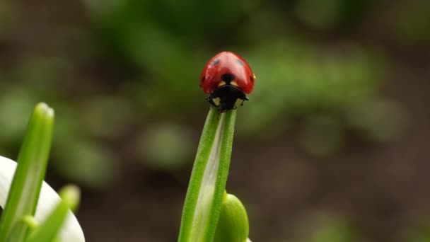 Makro Białej Biedronki Białej Coccinella Septempunctata Siedzącej Prześcieradle Śniegu Galanthus — Wideo stockowe