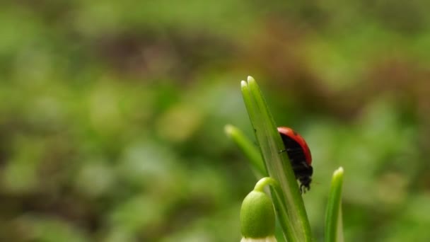 A vörös kaukázusi katicabogár makrója Coccinella septempunctata a Galanthus caucasicus hóvirág zöld levelén