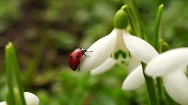 Makro Czerwonej Białej Biedronki Coccinella Septempunctata Śniegu Galanthus Caucasicus — Wideo stockowe