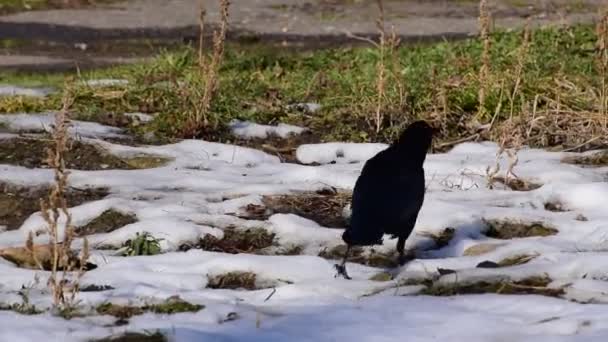 雪の上を歩く白人の黒のルック — ストック動画