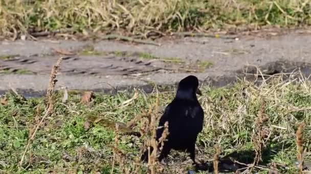 Çimlerin Üzerinde Yürüyen Kafkas Siyah Kalesi Yiyecek Arıyor — Stok video