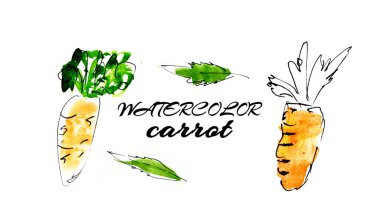 Beyaz arka plan üzerinde havuç seti El çizilmiş suluboya illüstrasyon.